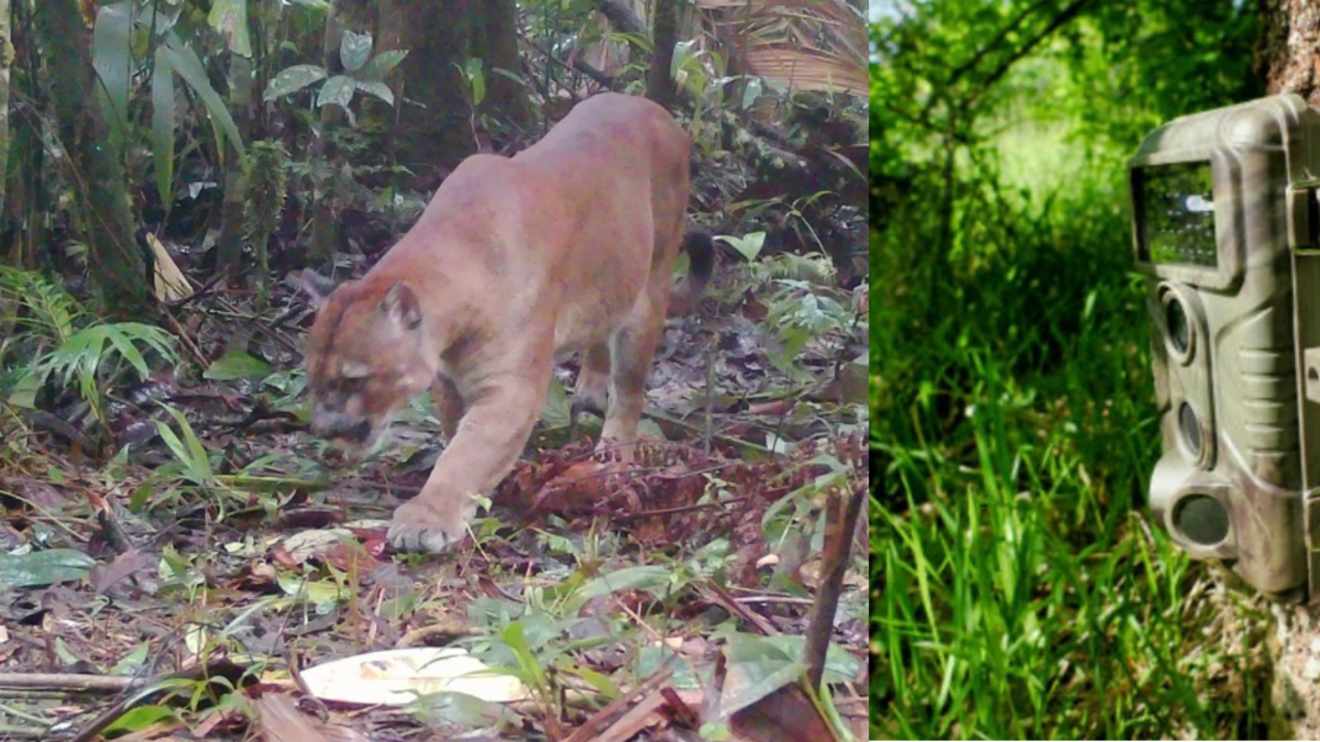 Los avistamientos de cámaras trampa revelan detalles sorprendentes

 – Tinta clara