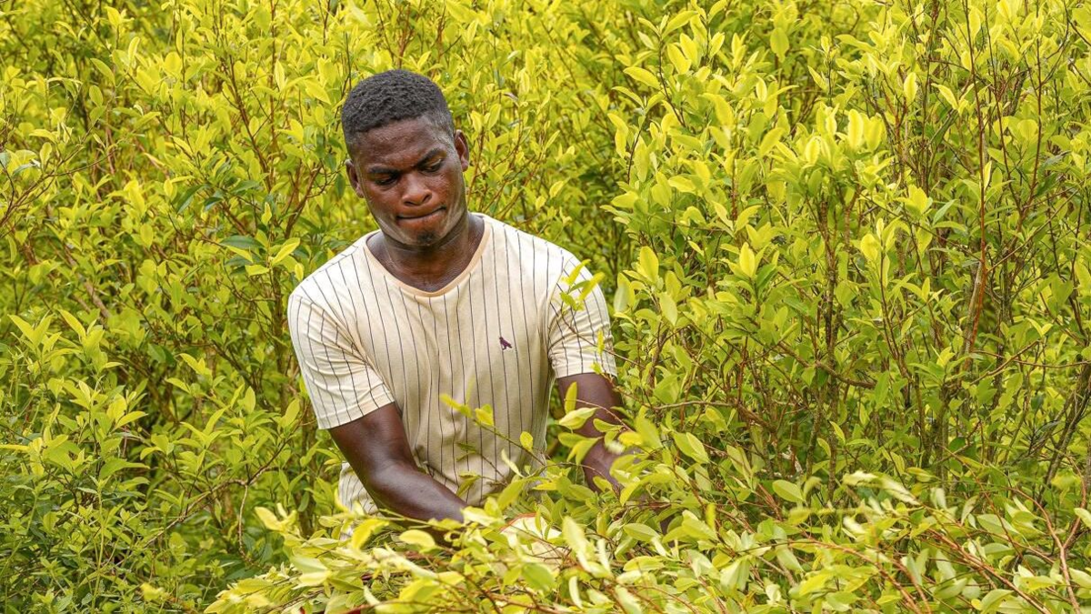 Comunidades étnicas de Tumaco, Nariño, erradican cultivos de hoja de coca para recibir tierras

 – Tinta clara
