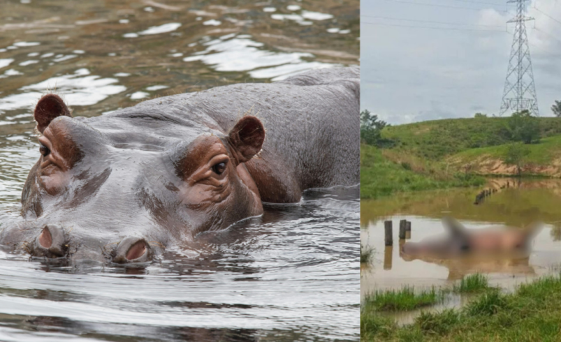 Investigan si murió tras una pelea territorial

 – Tinta clara