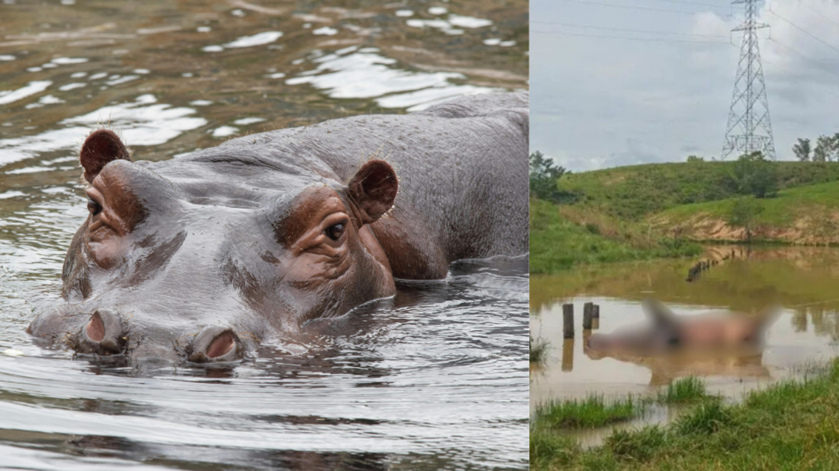 Autoridades confirmaron avistamiento de hipopótamo en Barrancabermeja, es la segunda vez que se avista esta especie

 – Tinta clara