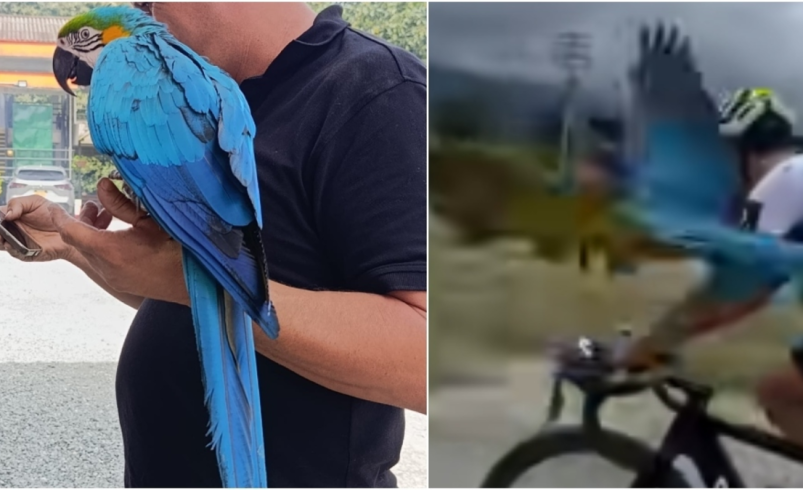 Tras denuncias de intento de robo, protestas y alertas sobre tráfico de vida silvestre, la guacamaya ‘Lupita’ queda bajo custodia ambiental en Quindío

 – Tinta clara