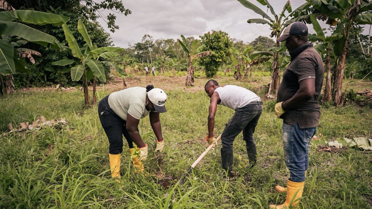 Comunidades campesinas de Tumaco intercambian hectáreas de coca por hileras de alimentos y cultivos lícitos

 – Tinta clara