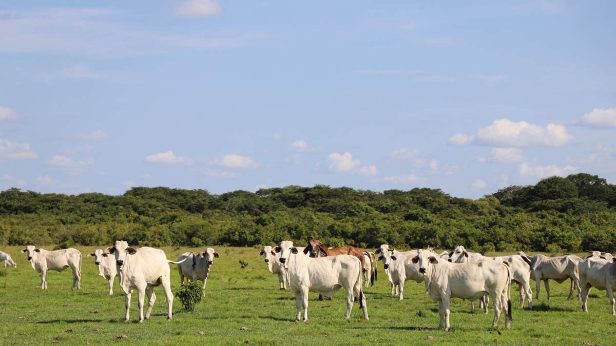 60 explotaciones ya están cambiando de modelo productivo y pretenden transformar 800.000 hectáreas

 – Tinta clara