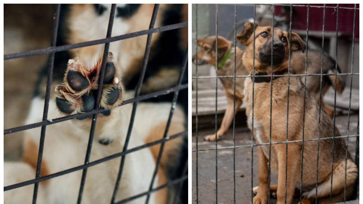 Alerta por intoxicación masiva de mascotas en Montenegro, Quindío

 – Tinta clara