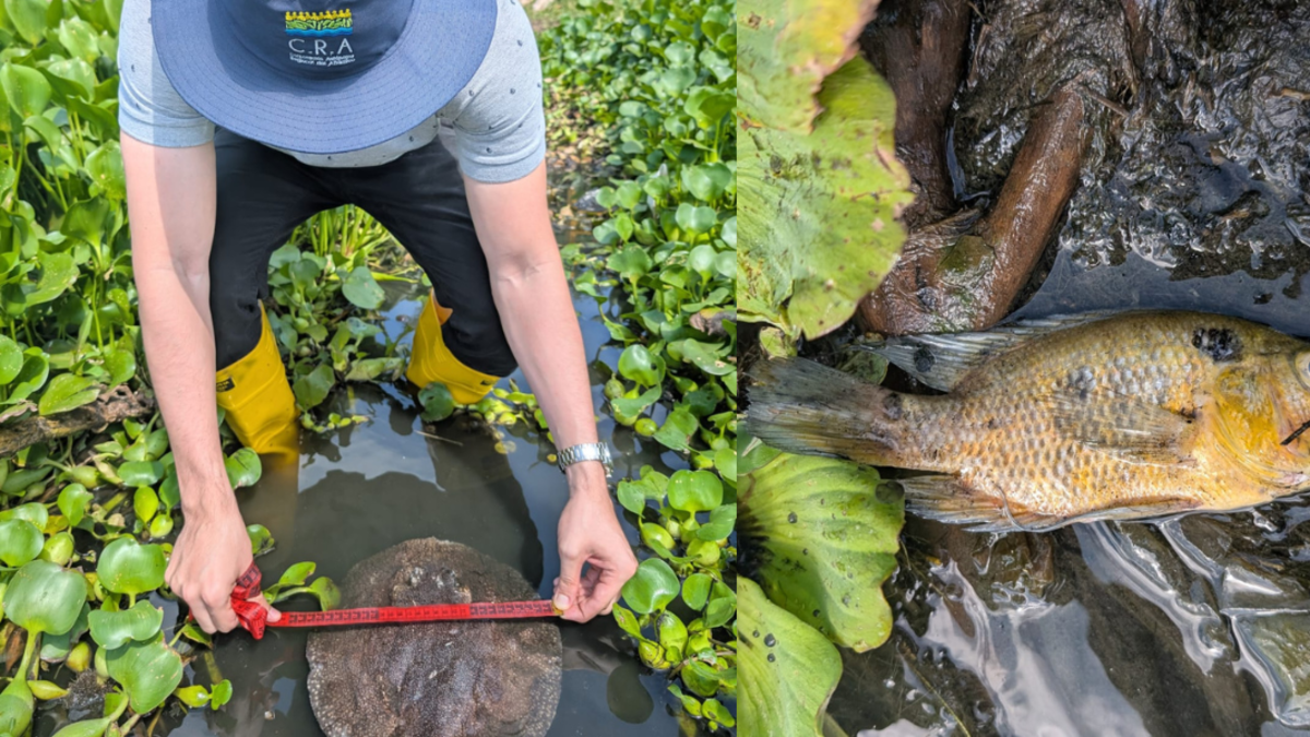 Atribuyen el fenómeno a vertidos y falta de oxígeno en el agua

 – Tinta clara