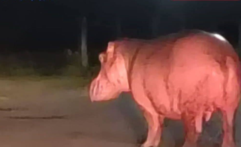 autoridades siguieron su rastro y realizaron vuelos para encontrarlo, activaron las alarmas

 – Tinta clara