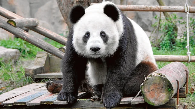El panda gigante ya no está en peligro de extinción, pero sigue siendo vulnerable – EXTRA

 – Tinta clara