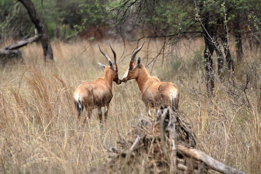 La compleja ciencia detrás del contacto nariz con nariz en el reino animal

 – Tinta clara