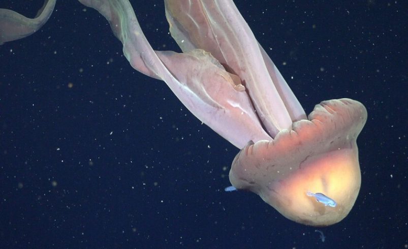 una «medusa fantasma» de 11 metros de largo

 – Tinta clara