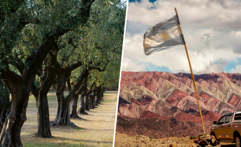 Cómo se cuela un olivar patagónico en la meca del AOVE

 – Tinta clara