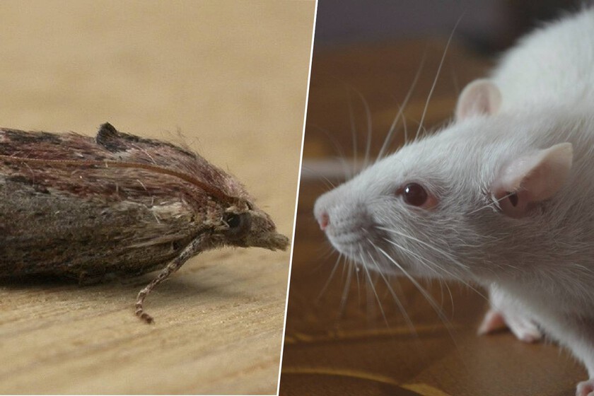 La ciencia llevaba años buscando una alternativa a los ratones de laboratorio sin éxito. Hasta que encontró las polillas

 – Tinta clara