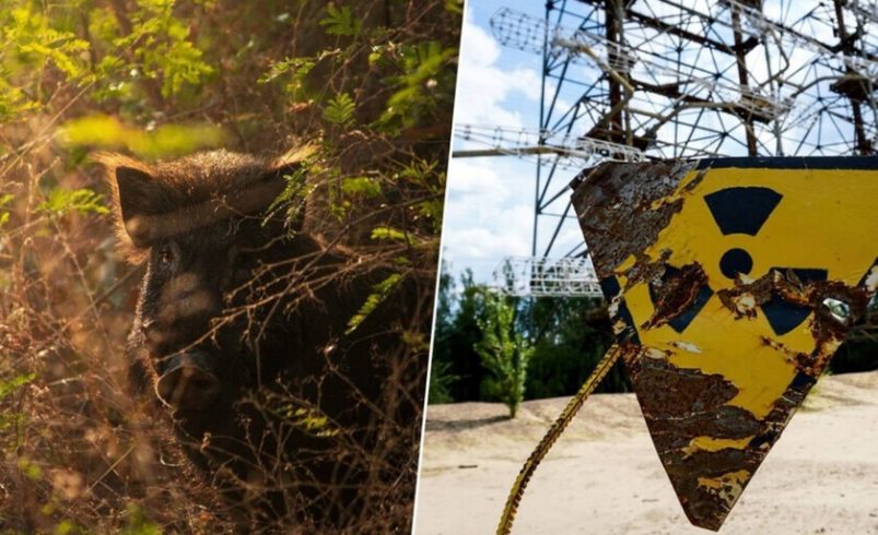 Llevamos décadas buscando «monstruos» radiactivos. Lo que hemos encontrado es una rápida evolución.

 – Tinta clara