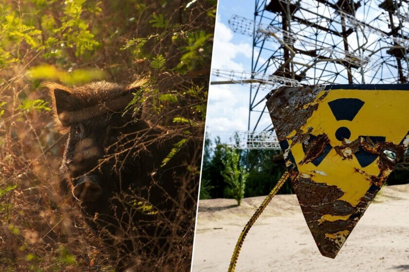 Llevamos décadas buscando «monstruos» radiactivos. Lo que hemos encontrado es una rápida evolución.

 – Tinta clara