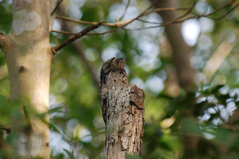 En Sudamérica existe un pájaro que se camufla como un trozo de madera. Y un joven uruguayo se ha empeñado en encontrarlo

 – Tinta clara