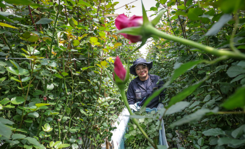 Así golpean el dólar barato, el salario mínimo y los aranceles a los floricultores colombianos en San Valentín

 – Tinta clara