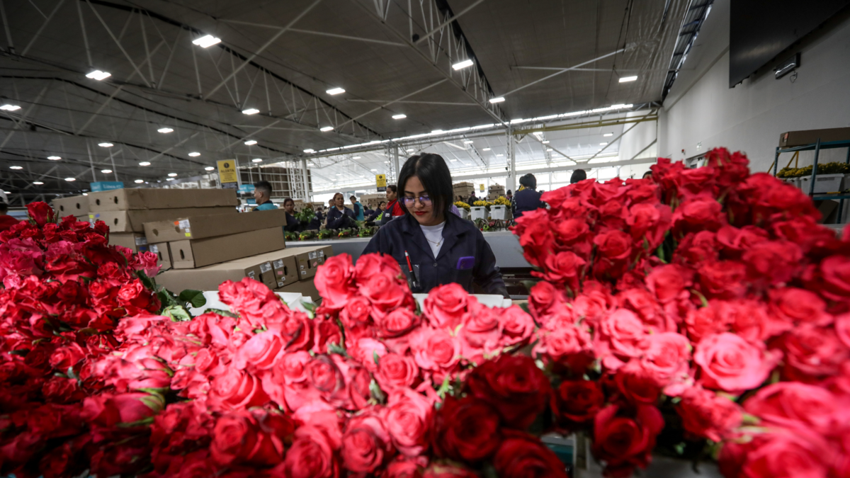 Comercio, experiencias y crédito impulsan una fecha que ya impulsa a los colombianos.

 – Tinta clara