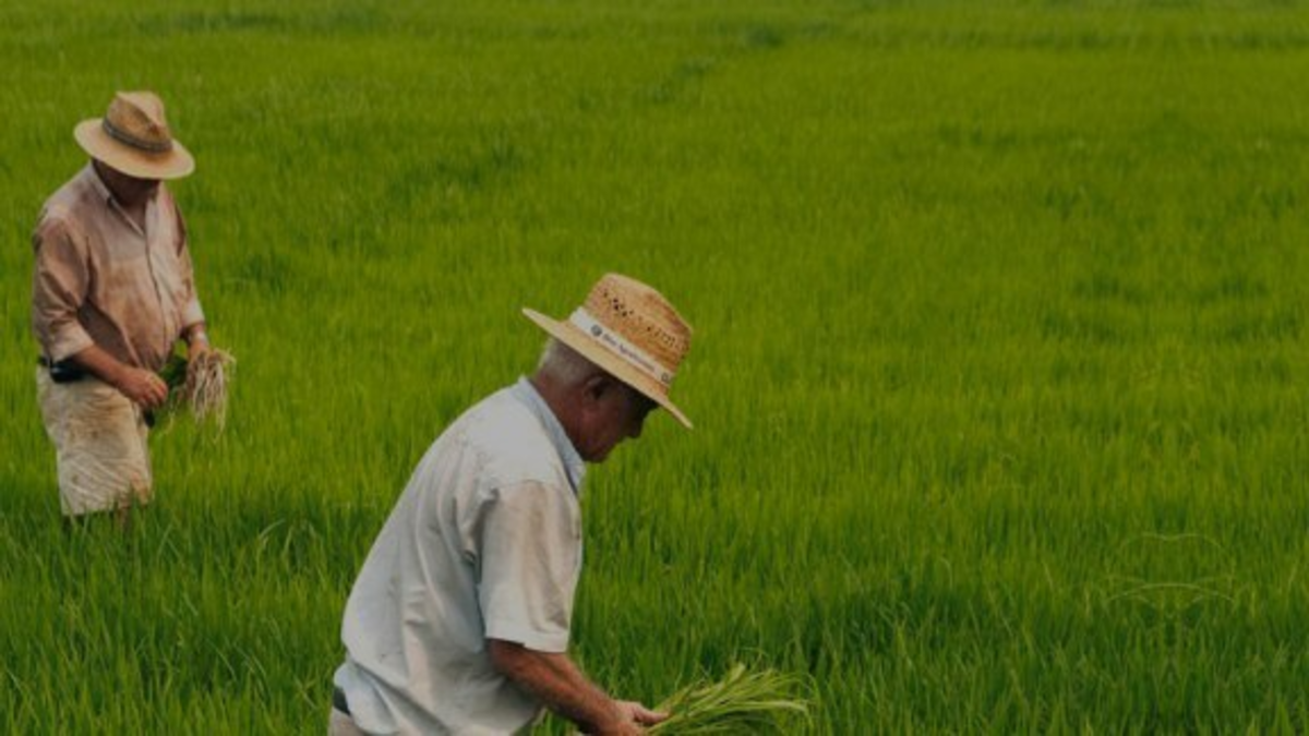Los arroceros advierten de una posible huelga por el incumplimiento de la normativa y la bajada del precio del arroz

 – Tinta clara