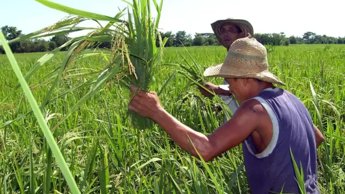 ¿Subirá el precio del arroz en Colombia por las batallas arancelarias con Ecuador?

 – Tinta clara