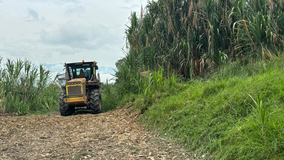 Grupos armados, 5.000 hectáreas de caña invadidas, extorsiones, crisis económica y lluvias afectan a trabajadores azucareros: grito al Gobierno

 – Tinta clara