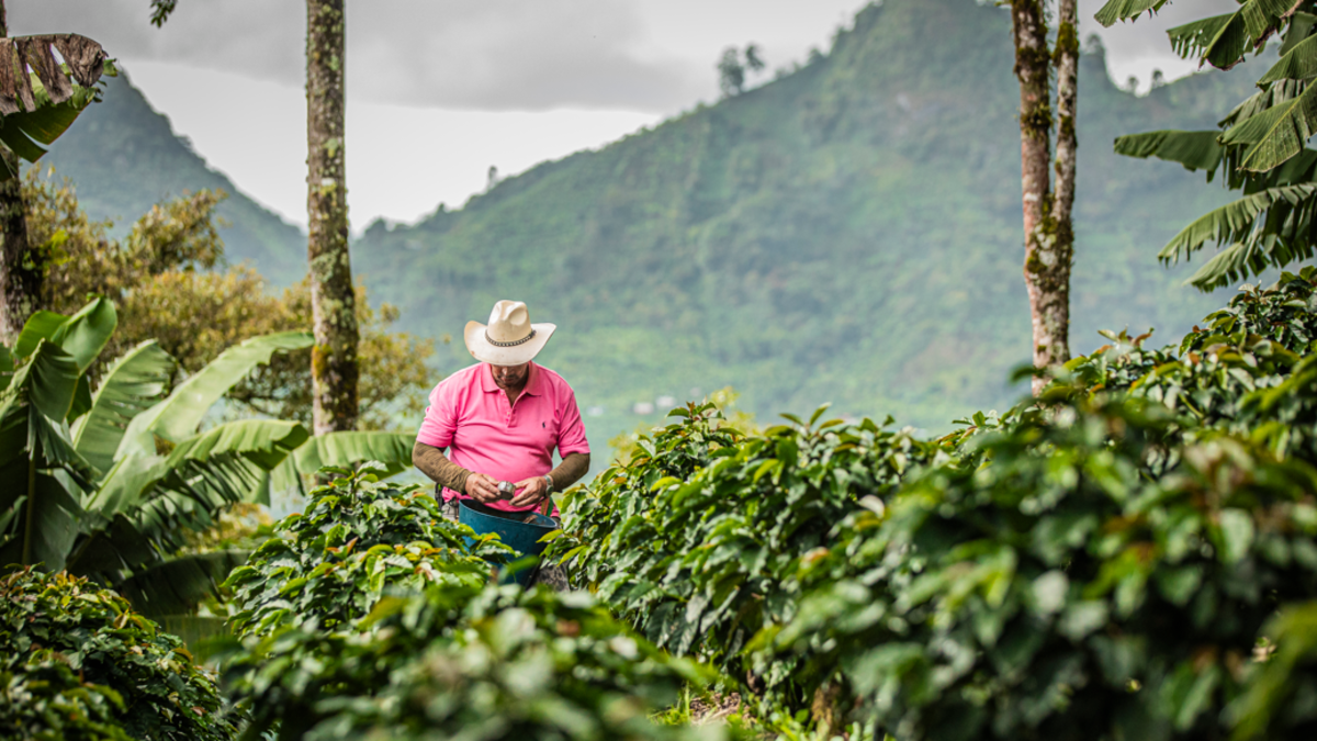 Producción de café bajaría a 6,2 millones de sacos en el primer semestre de 2026

 – Tinta clara