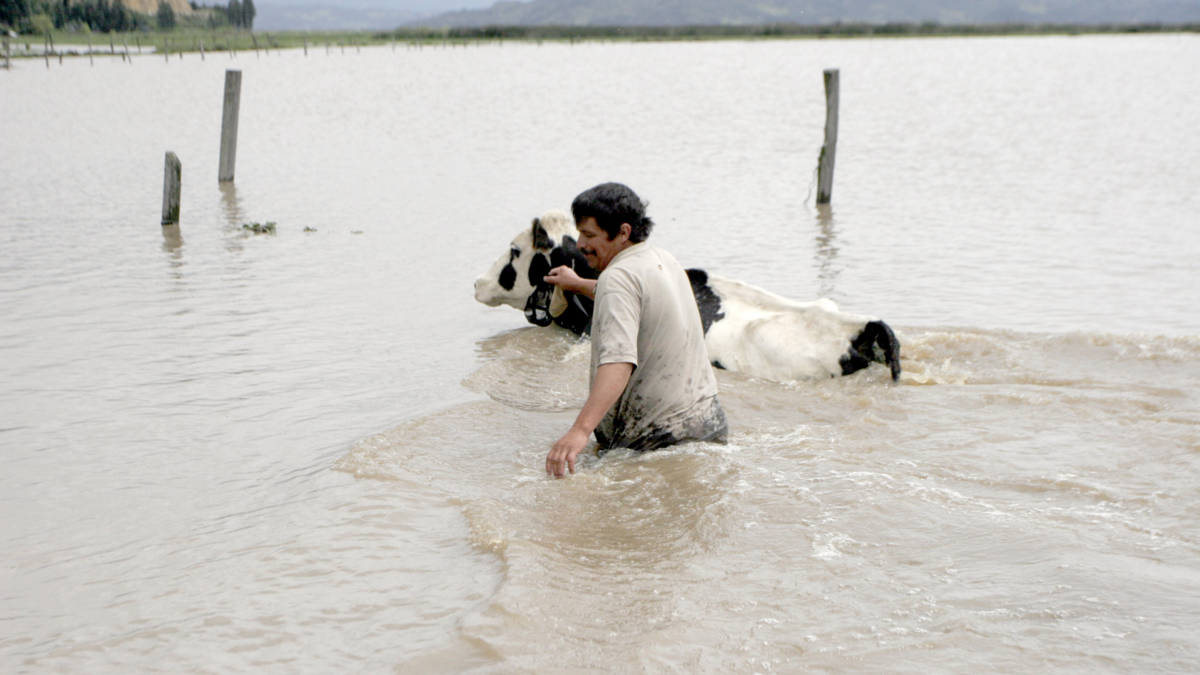 UNGRD despliega 11 toneladas de ayuda para animales damnificados del invierno en Córdoba

 – Tinta clara