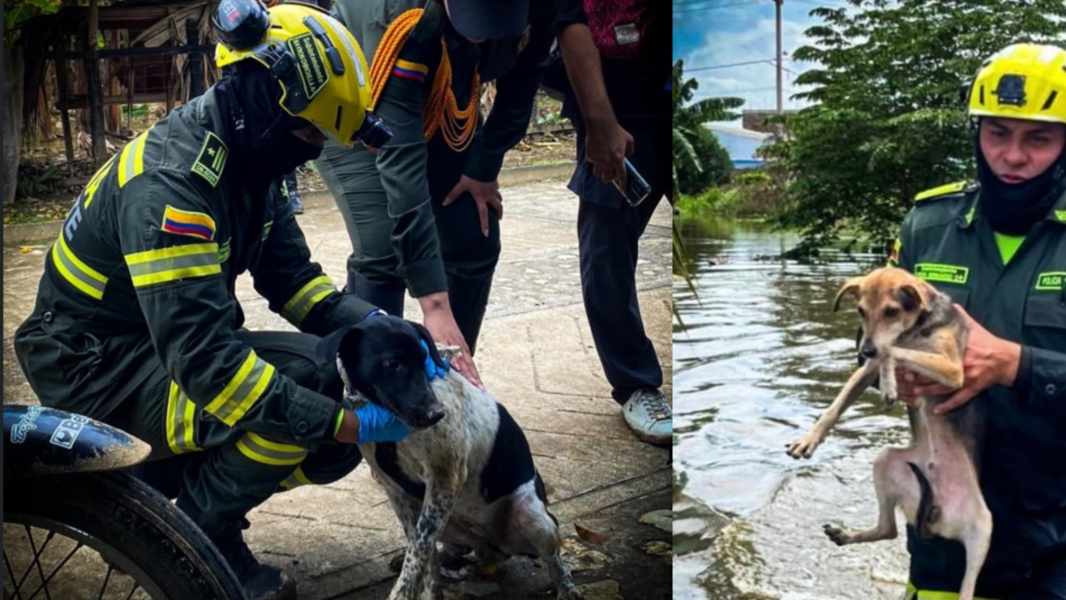 ‘No pueden gritar pidiendo ayuda’

 – Tinta clara
