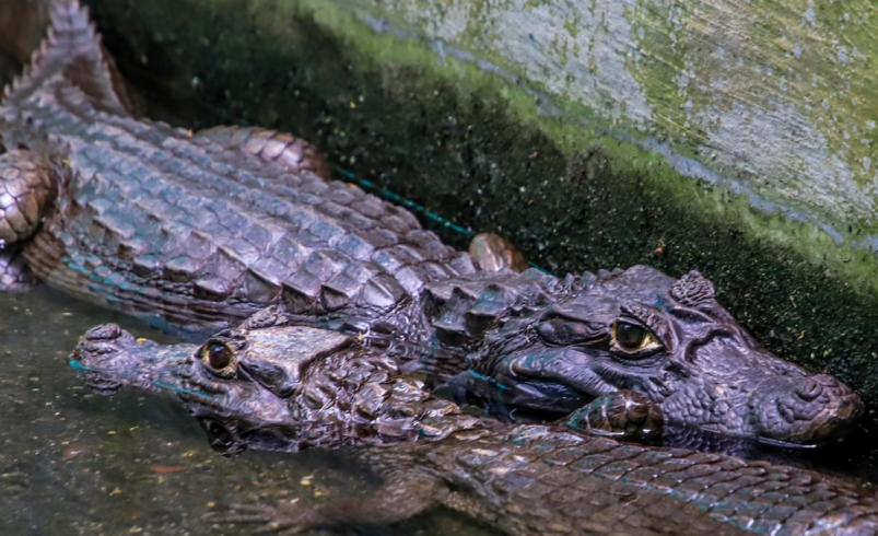 Así se desarrolla la operación silenciosa que devuelve al Pacífico lo que Cali adoptó por error

 – Tinta clara