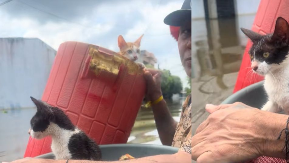 ‘Tengo otras gallinas y gallinas en el tejado’

 – Tinta clara