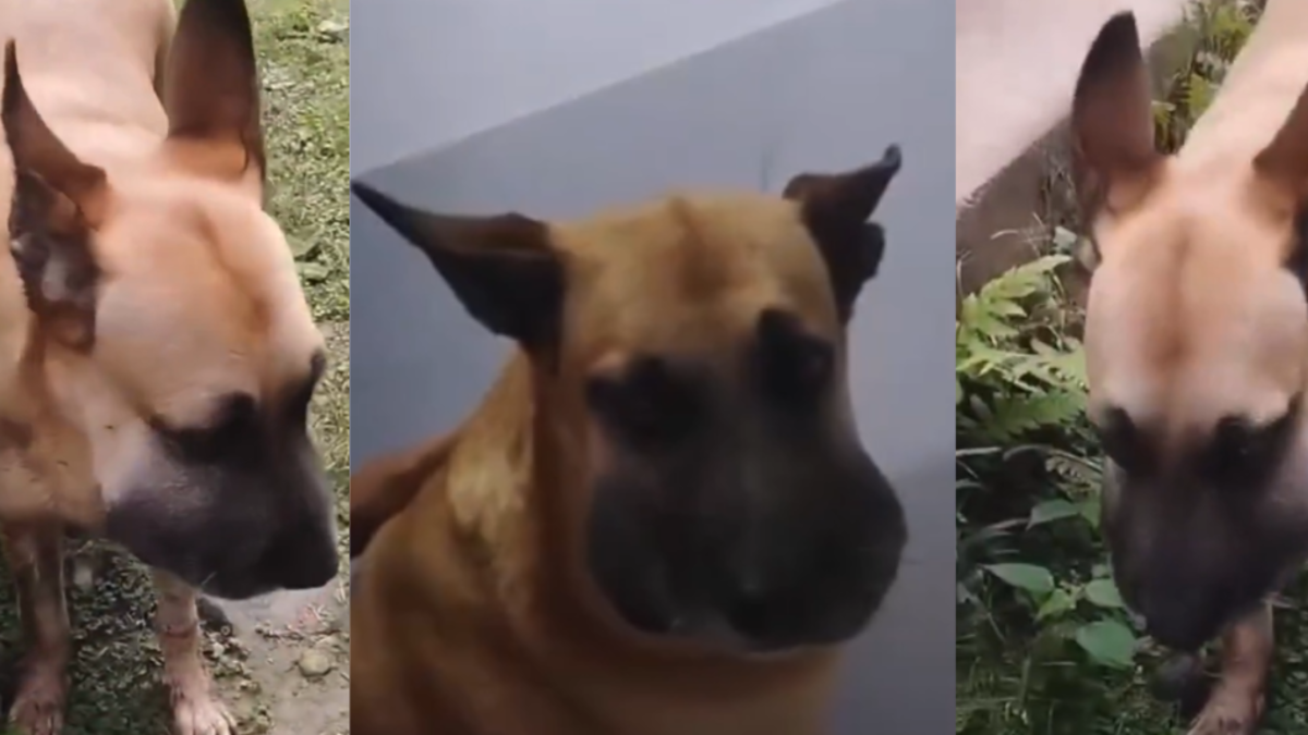 Perro mordido por serpiente en Ibagué logró recibir atención veterinaria tras llamado urgente ciudadano en redes sociales

 – Tinta clara