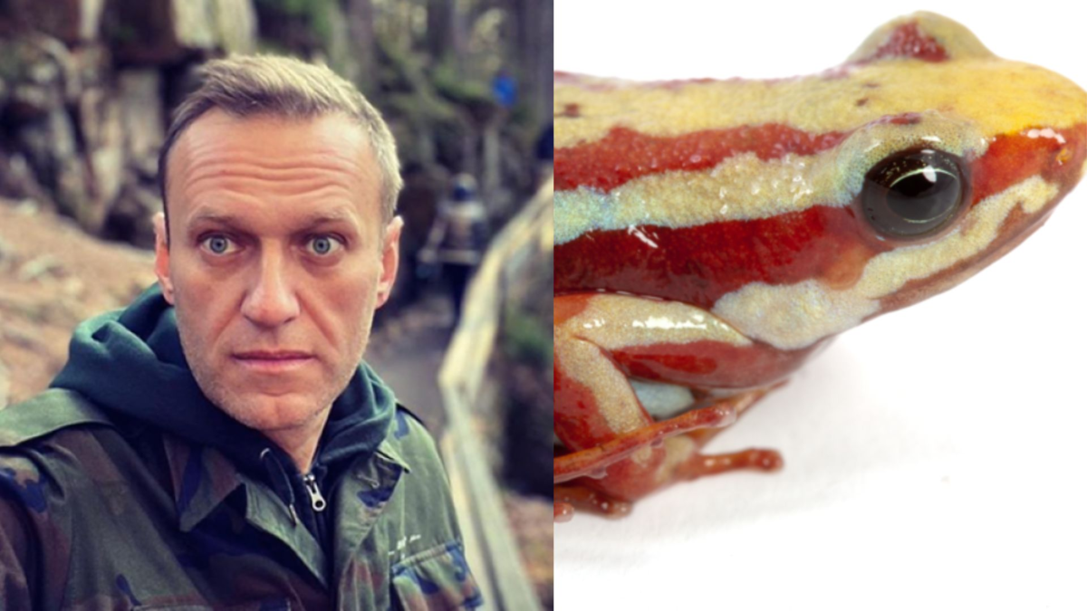 Así es la rana venenosa que vive entre Colombia y Ecuador, a la que le habrían extraído la toxina para matarla en Rusia

 – Tinta clara