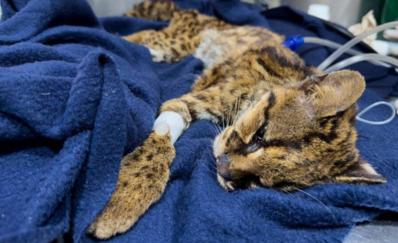 Tenía desnutrición severa, anemia y fracturas dentales.

 – Tinta clara