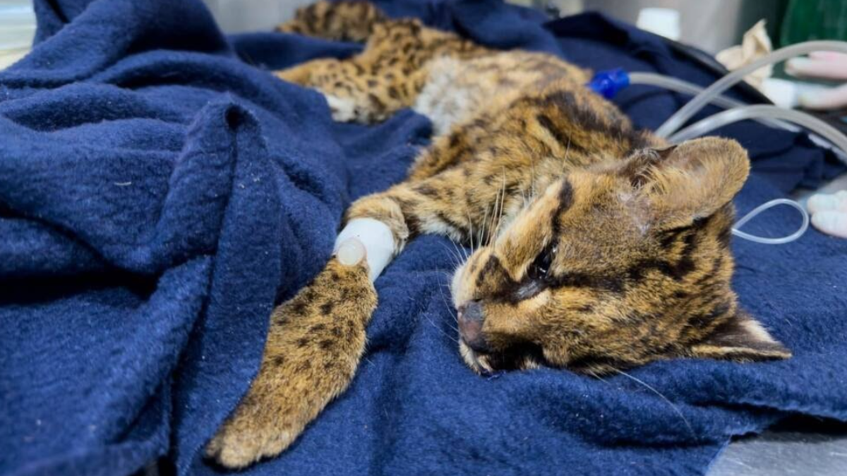 Tenía desnutrición severa, anemia y fracturas dentales.

 – Tinta clara