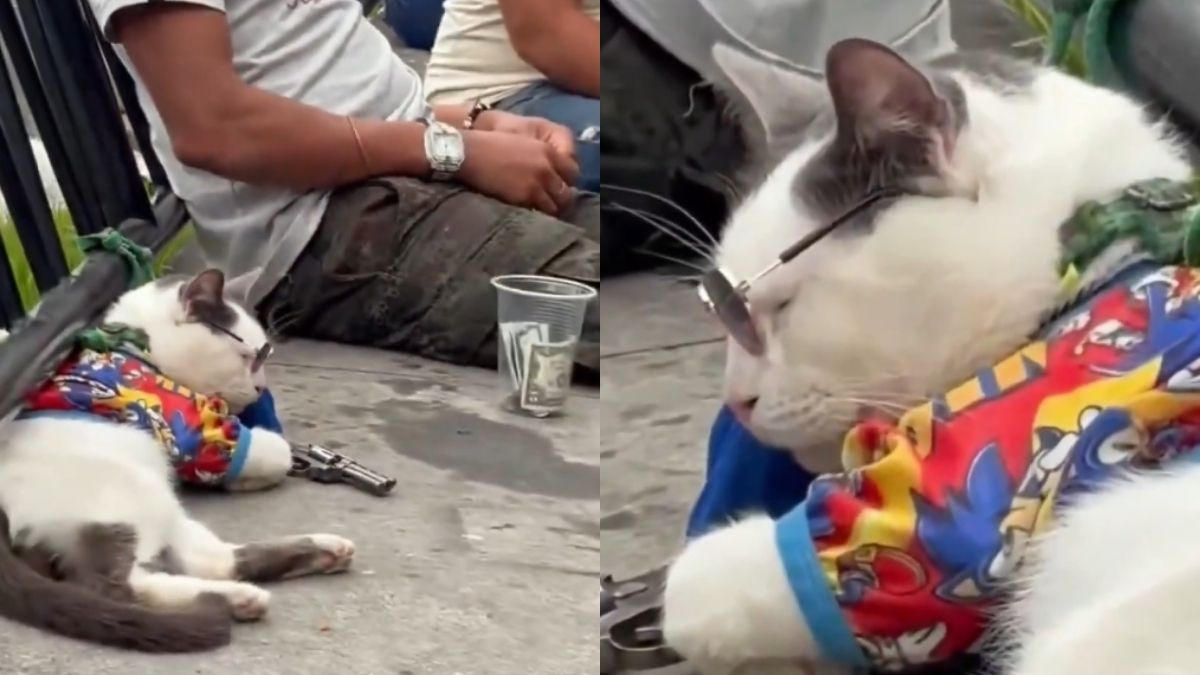 Indignación en Medellín por gato aparentemente sedado que usarían para pedir propinas a turistas en la Comuna 13: ‘Completamente inmóvil’

 – Tinta clara
