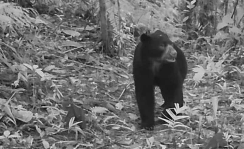 ‘El jardinero forestal se suma a la labor de recuperación de su territorio’

 – Tinta clara