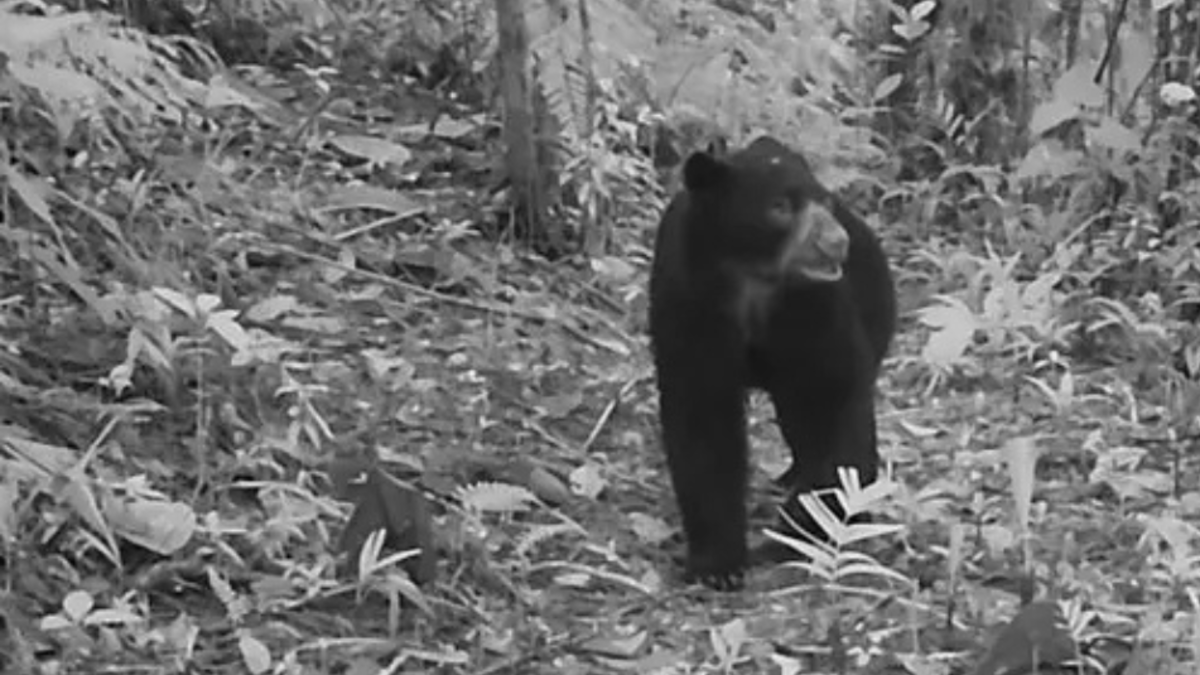 ‘El jardinero forestal se suma a la labor de recuperación de su territorio’

 – Tinta clara