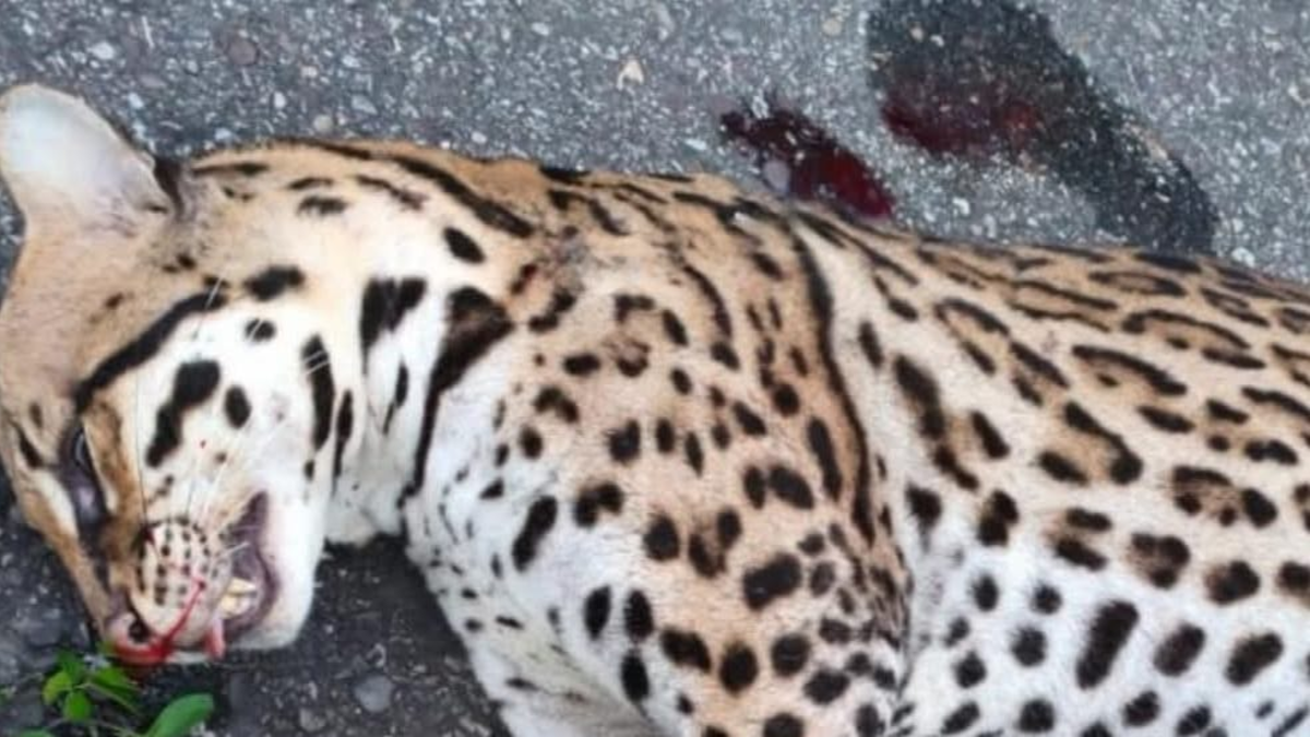 Alerta en Barrancabermeja por muerte de ocelotes, ya son cinco fallecidos este año y varios de ellos han sido atropellados por conductores

 – Tinta clara