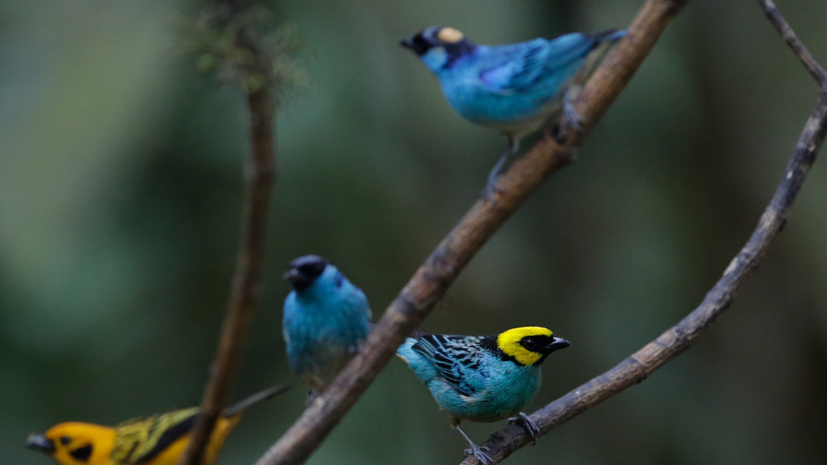 Cali disfrutó de Colombia BirdFair 2026, escaparate internacional del turismo de naturaleza con delegaciones de EE.UU., Nicaragua, entre otros países

 – Tinta clara