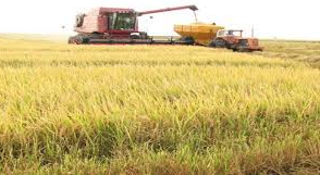 Arranca primera cosecha de arroz de 2026 en medio de profunda crisis en el sector – EXTRA

 – Tinta clara