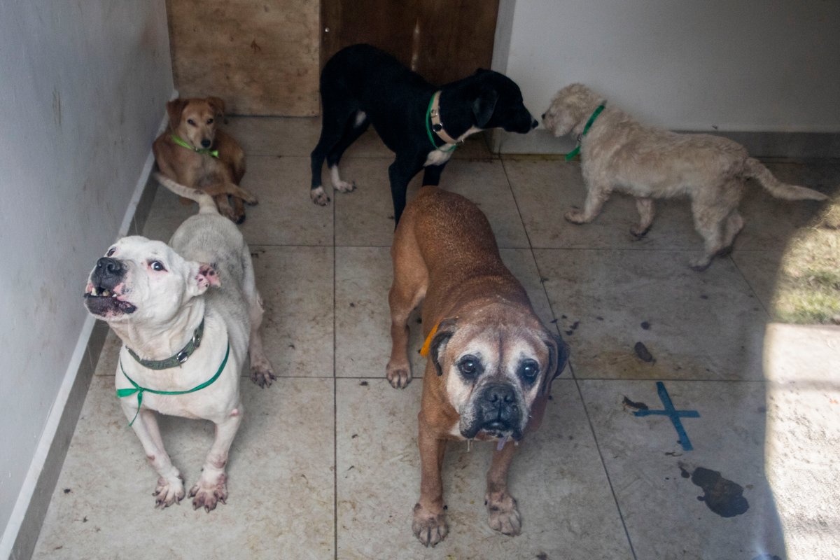 Crecen delitos contra animales en CDMX: maltrato y robo en aumento – EXTRA

 – Tinta clara