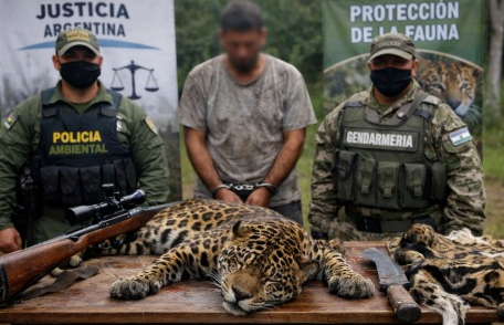 Fallo ejemplar por cazar jaguar en peligro de extinción – EXTRA

 – Tinta clara
