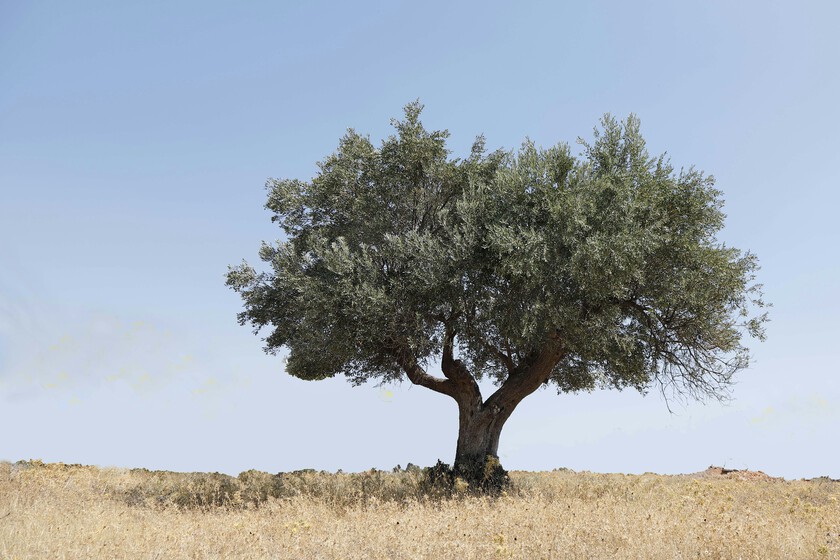 Se llama John, estudió en Wharton y gestiona olivos de Nueva York.

 – Tinta clara