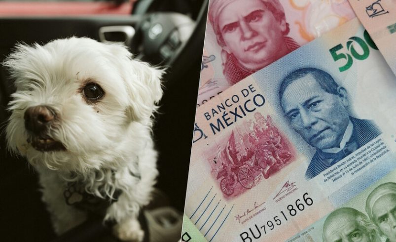 para que puedas transportarlo y evitar sanciones

 – Tinta clara