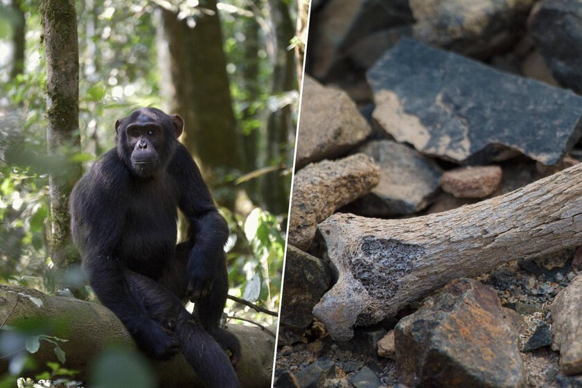 Pensábamos que los seres humanos empezaban a caminar en África. Este fósil de 7,2 millones de años dice lo contrario

 – Tinta clara