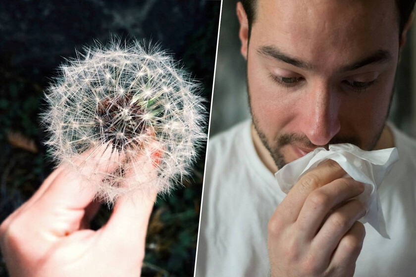 La primavera será un infierno para los alérgicos.

 – Tinta clara