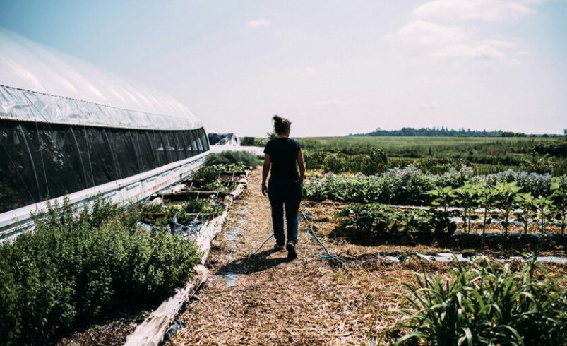 Las huertas permitieron a los hogares gallegos ahorrar cientos de euros en compras. ahora estan desapareciendo

 – Tinta clara
