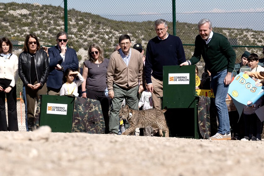 Tras años de ausencia, Aragón ha reintroducido dos linces ibéricos. La pregunta es si se trata de una postura o de una ayuda real.

 – Tinta clara