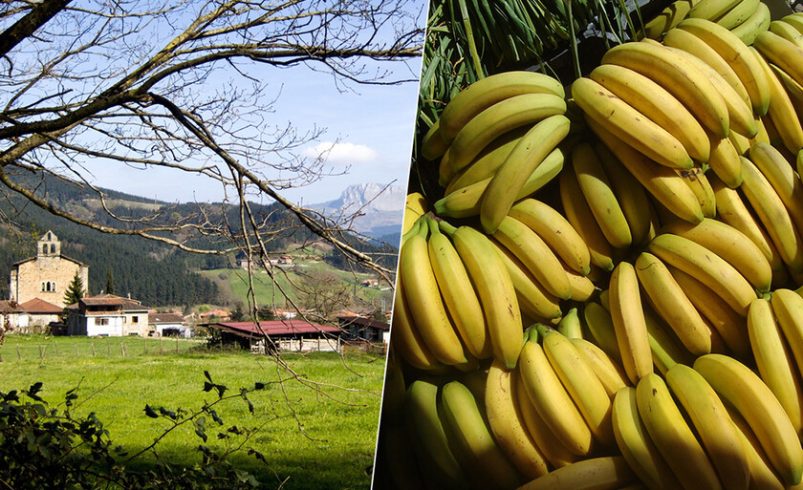 Hay una empresa vasca que está haciendo fortuna con un negocio inesperado: madurar plátanos de Canarias

 – Tinta clara