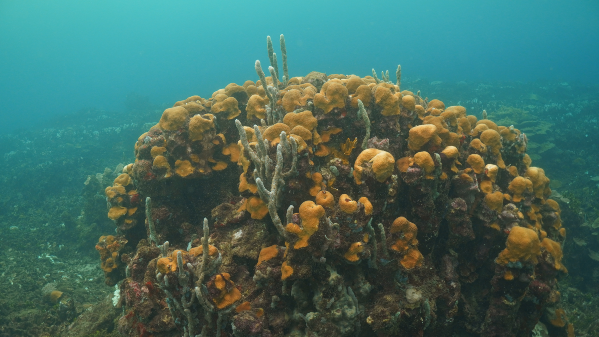Los Corales de Varadero en Cartagena siguen en riesgo tras una década de intentos fallidos de incluirlos en una zona protegida

 – Tinta clara