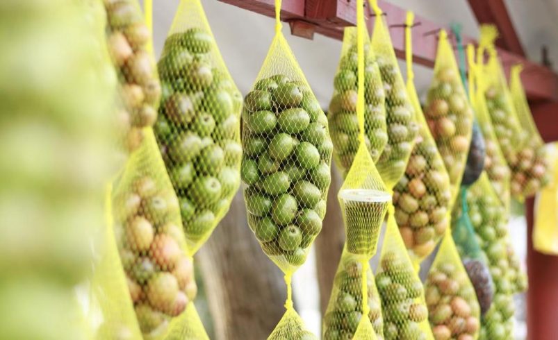 Inicia la versión 38 de la tradicional Fiesta de la Ciruela

 – Tinta clara