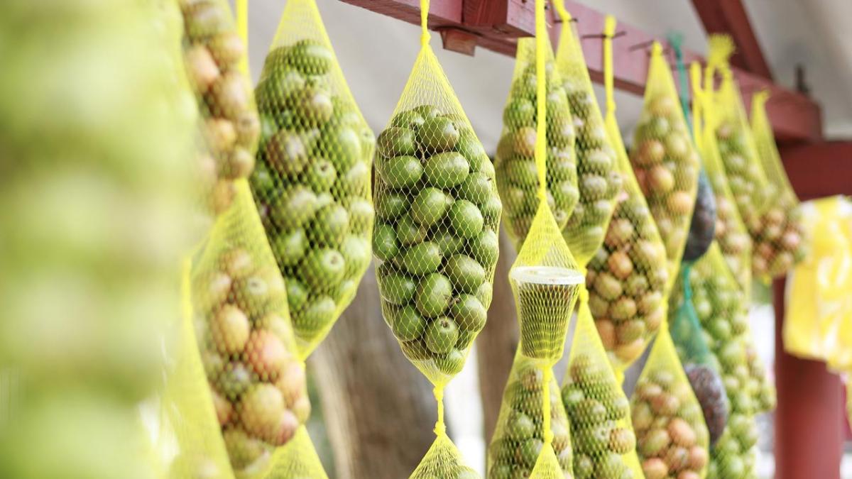 Inicia la versión 38 de la tradicional Fiesta de la Ciruela

 – Tinta clara